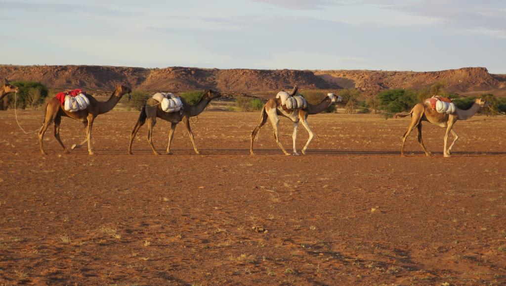 Mauritanie: rencontre pour prévenir les conflits entre éleveurs et agriculteurs