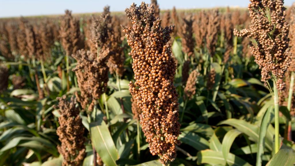 Champ de sorgho à Grand Island, au Nebraska : les exportations américaines ont été lourdement taxées par Pékin (illustration). Getty Images/Joel Sartore
