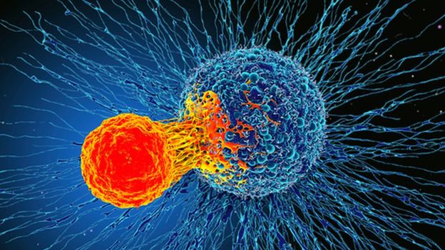 Une nouvelle découverte dans le système immunitaire "pourrait traiter tous les cancers"