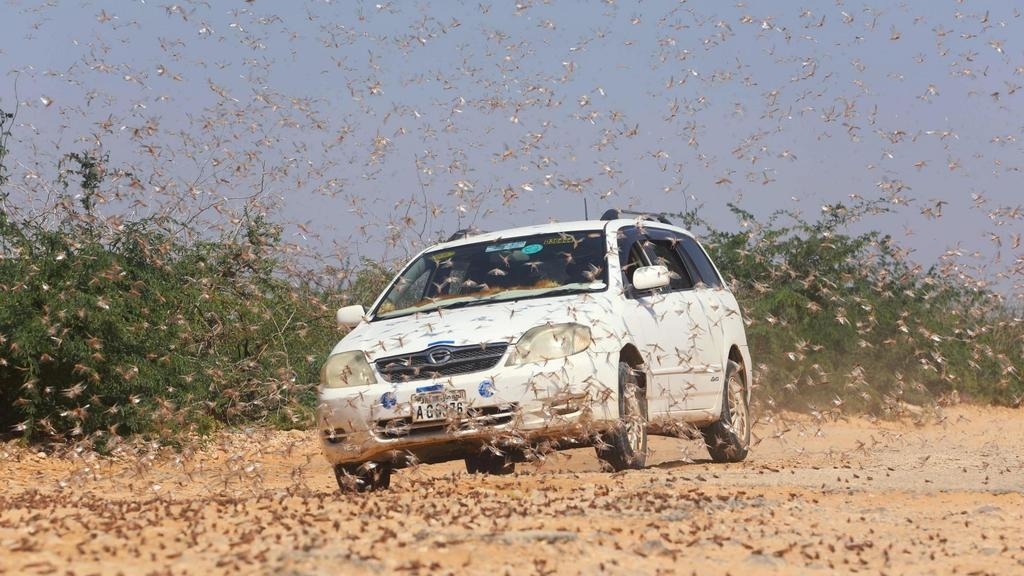 La Somalie décrète l'état d'urgence face aux criquets pèlerins