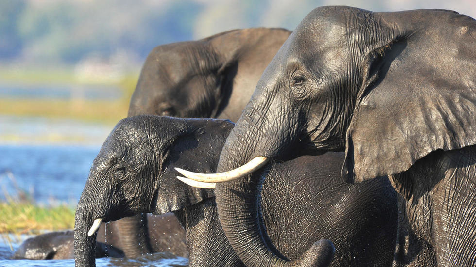 Botswana: la vente aux enchères de permis de chasse à l’éléphant fait polémique
