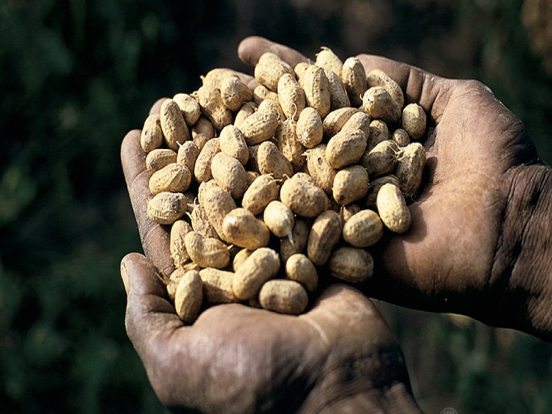 Mauvaises conditions de travail : les techniciens de l’agriculture menacent de bloquer les certifications des semences