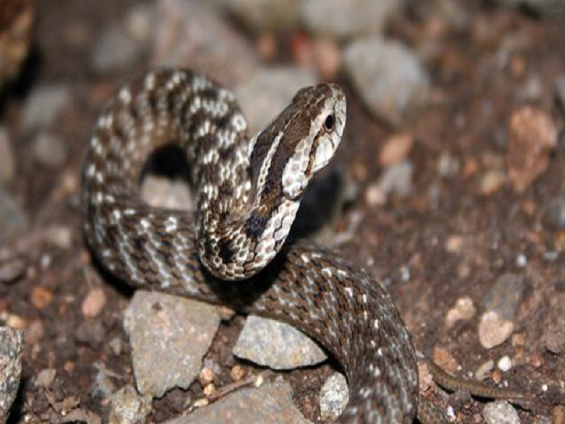 Sédhiou: le jeune frère du correspondant de D-Média, décède des suites d'une morsure de serpent