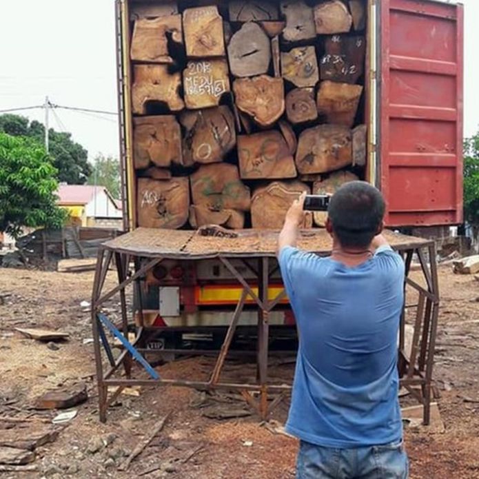 Trafic illicite de bois: les forestiers ruminent des «rancœurs noires»