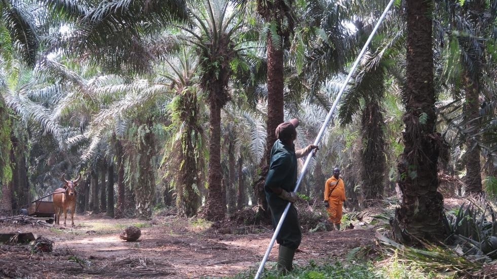 La Côte d'Ivoire peut-elle devenir le géant africain de l'huile de palme durable?