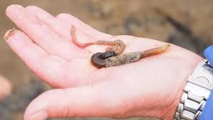 Covid-19 : un essai clinique avec du sang de ver marin démarre en France