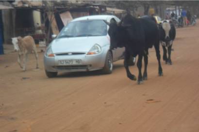 Le ministre Abdou Karim Fofana débarrasse Dakar de ses boeufs errants