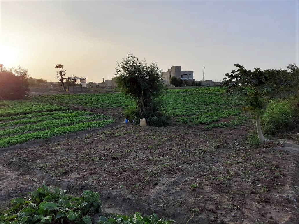 La pandémie du COVID-19 : une légitimation de la promotion de l’agriculture urbaine, par Docteur Sidy Tounkara