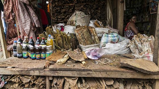 Traitement Covid-19: l’OMS recommande des essais pour évaluer l'Artémisia Annua 