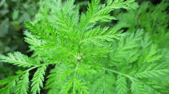 Traitement Covid-19 Sénégal: Et si l’Artemisia était le principal espoir ?