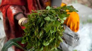Coronavirus au Kenya: la filière du khat fortement touchée