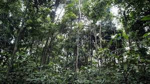 «L’Union européenne réduit son soutien au WWF, accusé de bafouer les droits des Pygmées au Congo»