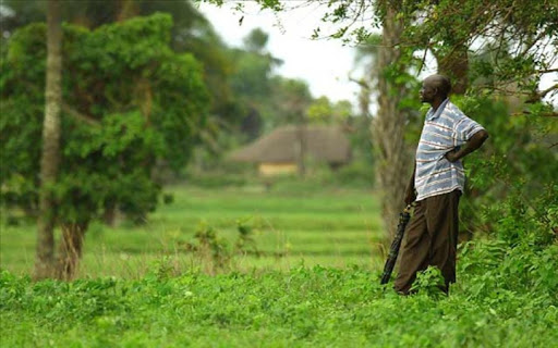 Casamance: un opérateur de noix d’acajou tué par des inconnus
