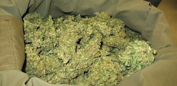 Poste Keur Moussa (Nioro): les agents des douanes saisissent 94 kg de chanvre indien