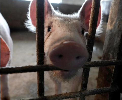 Le virus G4, cette grippe porcine qui suscite la crainte d’une nouvelle pandémie