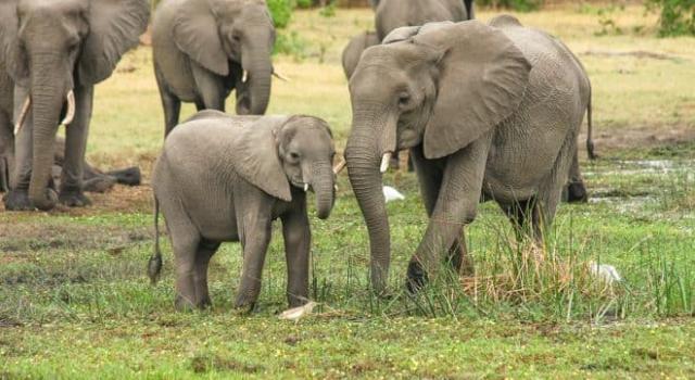 Parc Niokolo Koba Sénégal: les éléphants sont de retour 