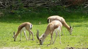 Niger: une quarantaine de gazelles dorcas tuées par des braconniers