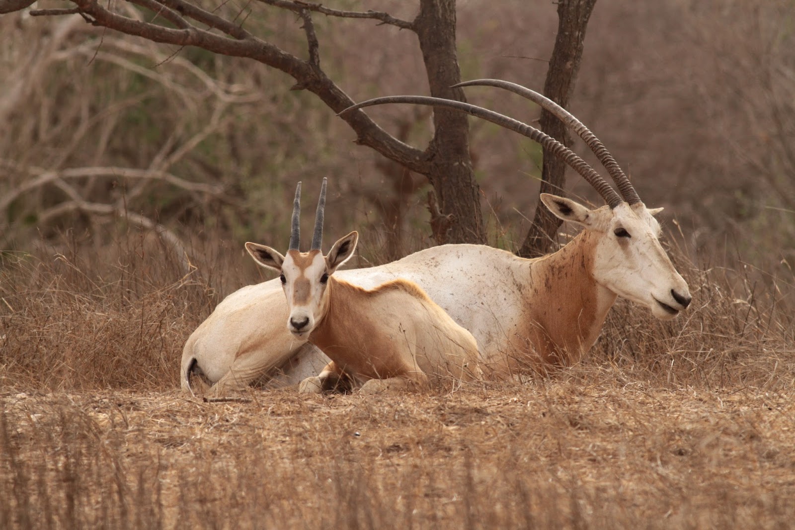 Réserve de faune du Ferlo: l’enclos de Katané, un paradis au cœur de Ranérou