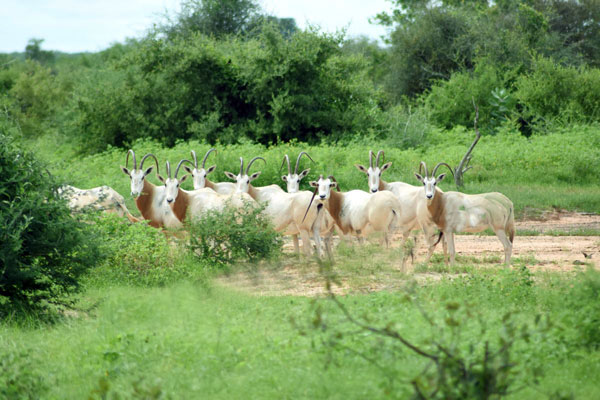 Réserve de faune du Ferlo: l’enclos de Katané, un paradis au cœur de Ranérou