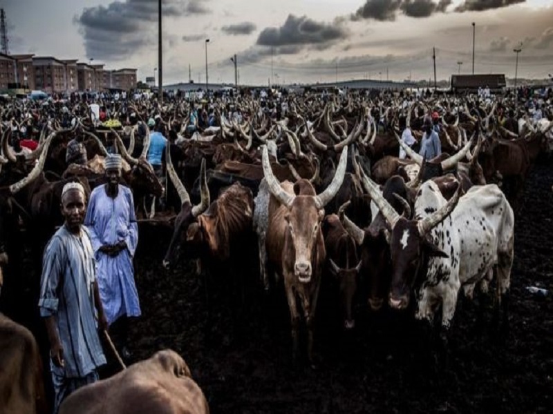 Le vol de bétail fait 300 morts dans l'État de Katsina au Nigeria