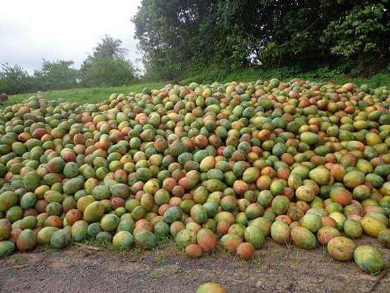 Conséquences de la pandémie du Covid-19 : Les exportations de mangues chutent de 40%