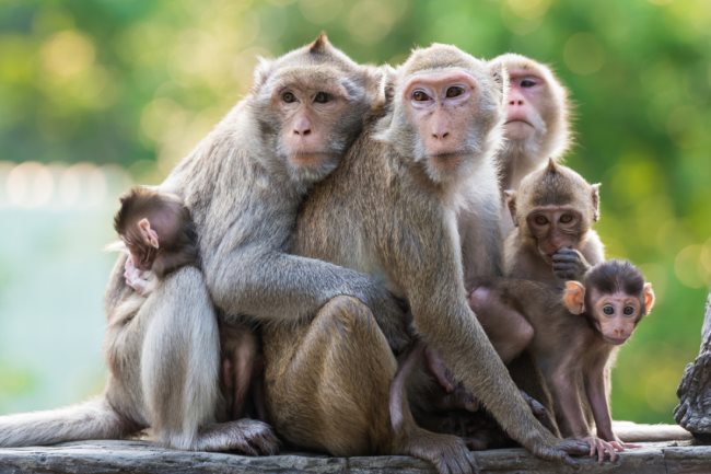 Un vaccin américain contre le Covid-19 donne des résultats prometteurs chez les singes