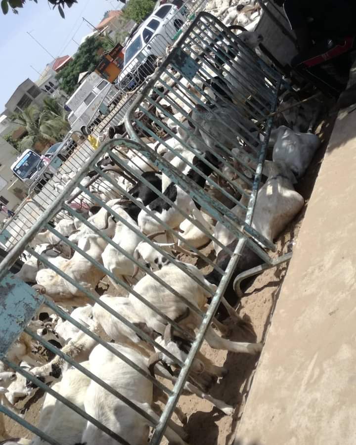 Tabaski: Plus de 150 000 moutons invendus