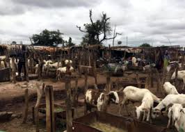 L'embargo de la Cédéao pénalise les éleveurs du Mali
