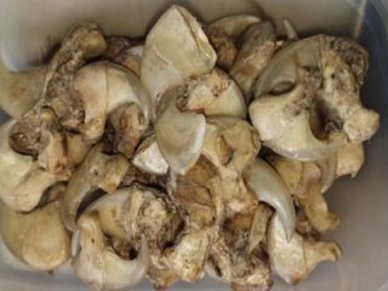 Dakar : un Indien et un Nigérien arrêtés avec 48 griffes de lions