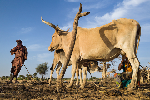 Les laiteries, une source d’emplois contre l’émigration clandestine, selon un inspecteur de la Jeunesse