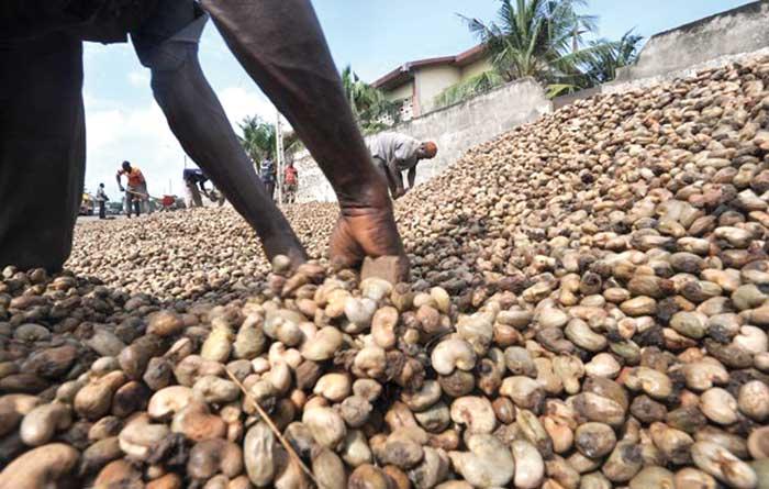 Casamance: la mévente de près de 7.000 tonnes de noix de cajou installe le malaise chez les traders