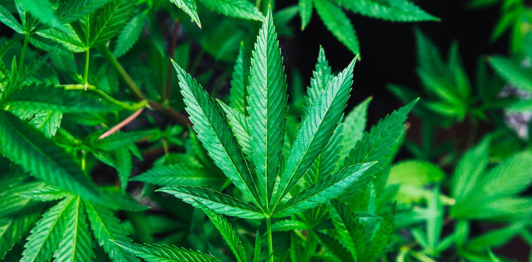 L'ONU déclasse le cannabis des drogues les plus dangereuses