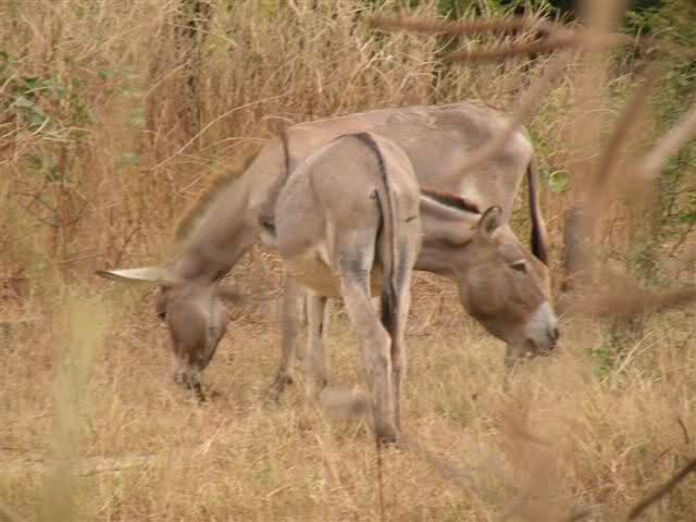 L’Armp épingle le Ministère de l'Environnement sur une affaire de surfacturation dans l'achat de 294 ânes vivants