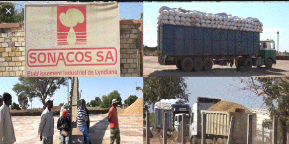 Commercialisation de l'arachide: Macky Sall vole au secours de la Sonacos et des autres huiliers
