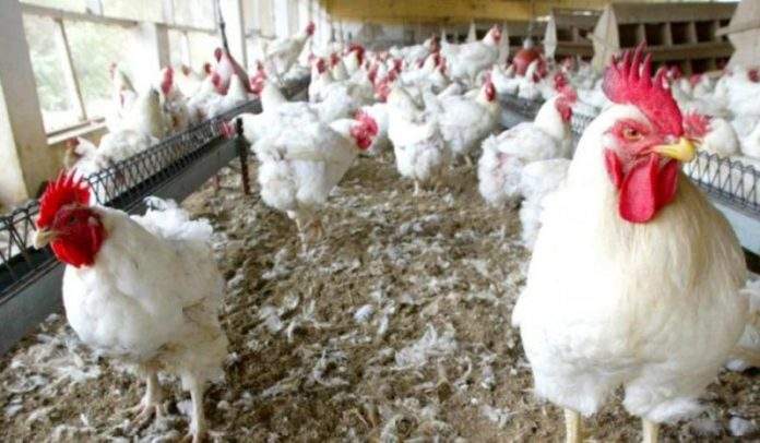 Grippe aviaire: le Mali ferme ses frontières aux produits avicoles sénégalais