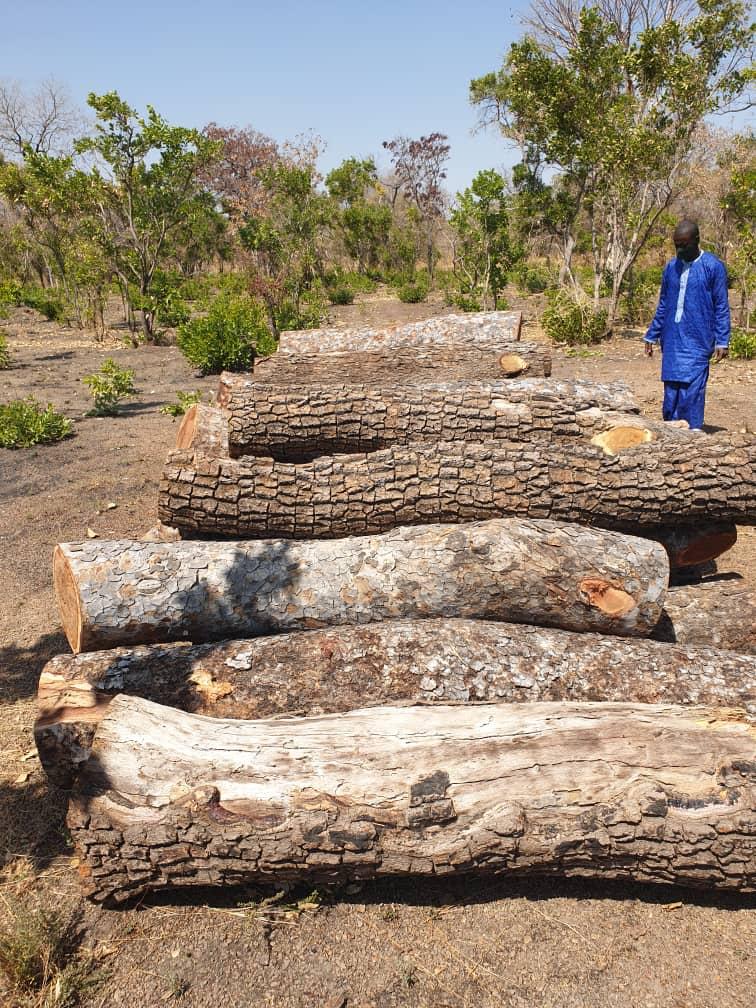 Coupe de bois illicite à Tambacounda: Un Sénégalais et deux Guinéens mis aux arrêts 
