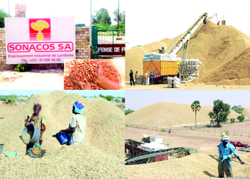 Vente "illégale" de graines à l'étrangers: les producteurs du Bassin arachidier réclament des milliards à la Sonacos