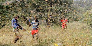 Le Kenya confronté à une deuxième vague de criquets pèlerins