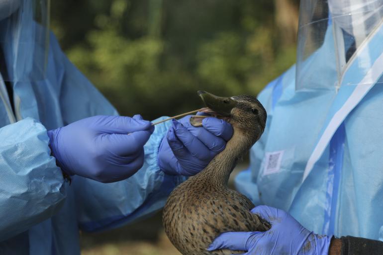 Grippe aviaire H5N8: la Russie dit avoir détecté le premier cas de transmission à l'humain