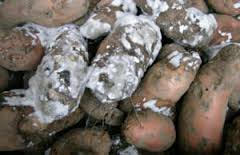 Risque de pourrissement de tonnes de pommes de terres: l'Association des producteurs des Niayes accuse Seneguindia et l'Arm