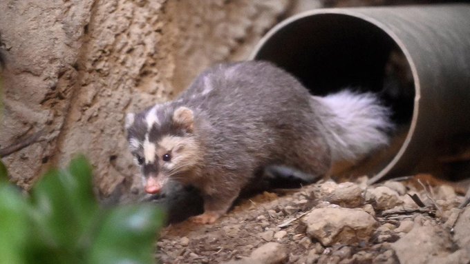 Le blaireau-furet, nouveau suspect dans la transmission du coronavirus à l'être humain