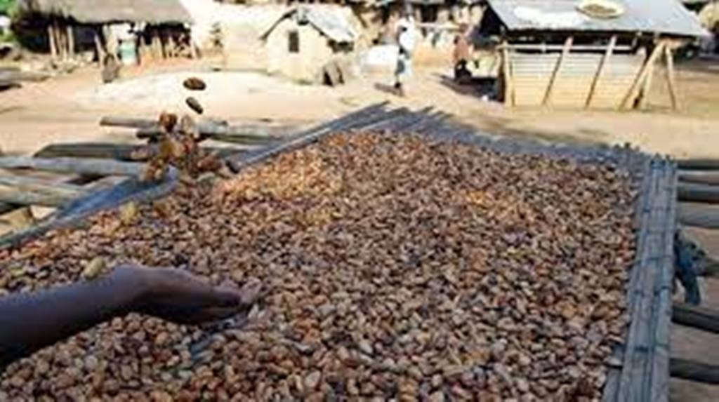 Cacao: forte réduction du prix payé aux planteurs en Côte d'Ivoire