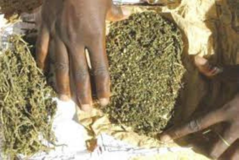 Trafic de drogue: un jeune arrêté avec 02 kg de « yamba »
