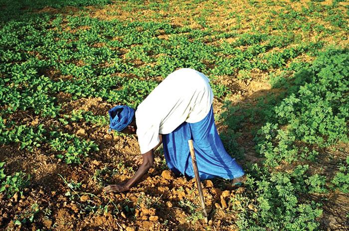 Foncier au Sénégal : Seules 2% des femmes ont des papiers individuels sur la terre