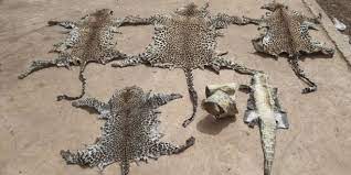 Tambacounda: un homme interpellé avec deux peaux de Léopard