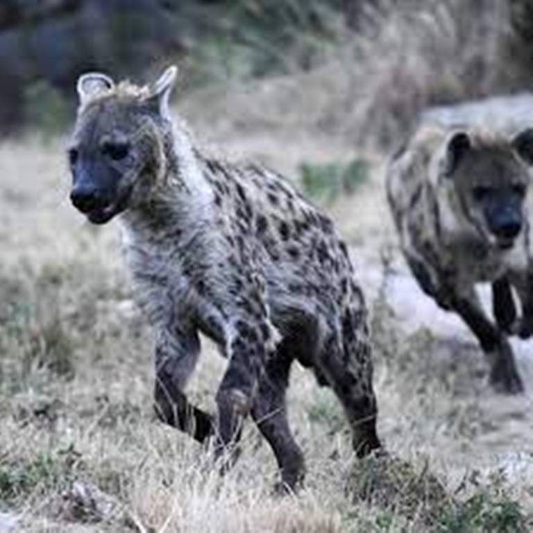 Afrique du Sud: chaîne de solidarité pour opérer un garçon attaqué par une hyène au Zimbabwe