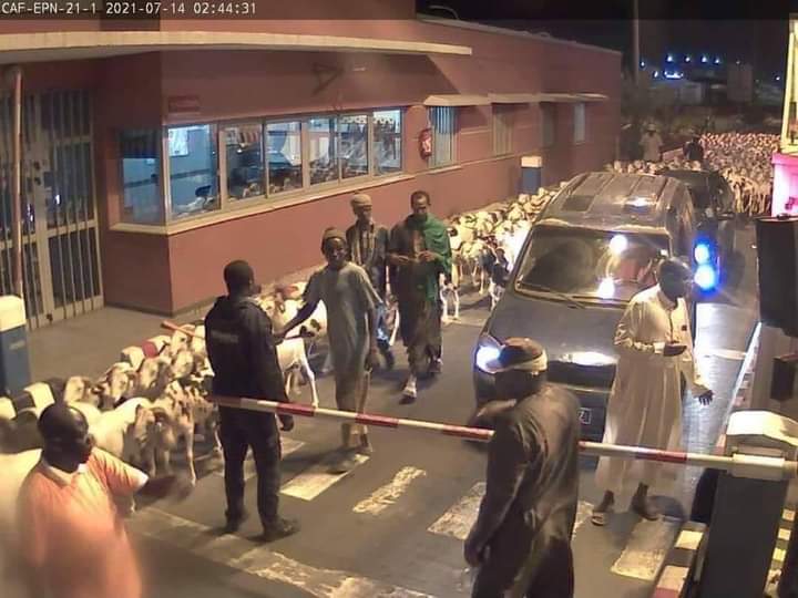 Divagation de moutons sur l'autoroute: le troupeau appartenait au député Farba Ngom 