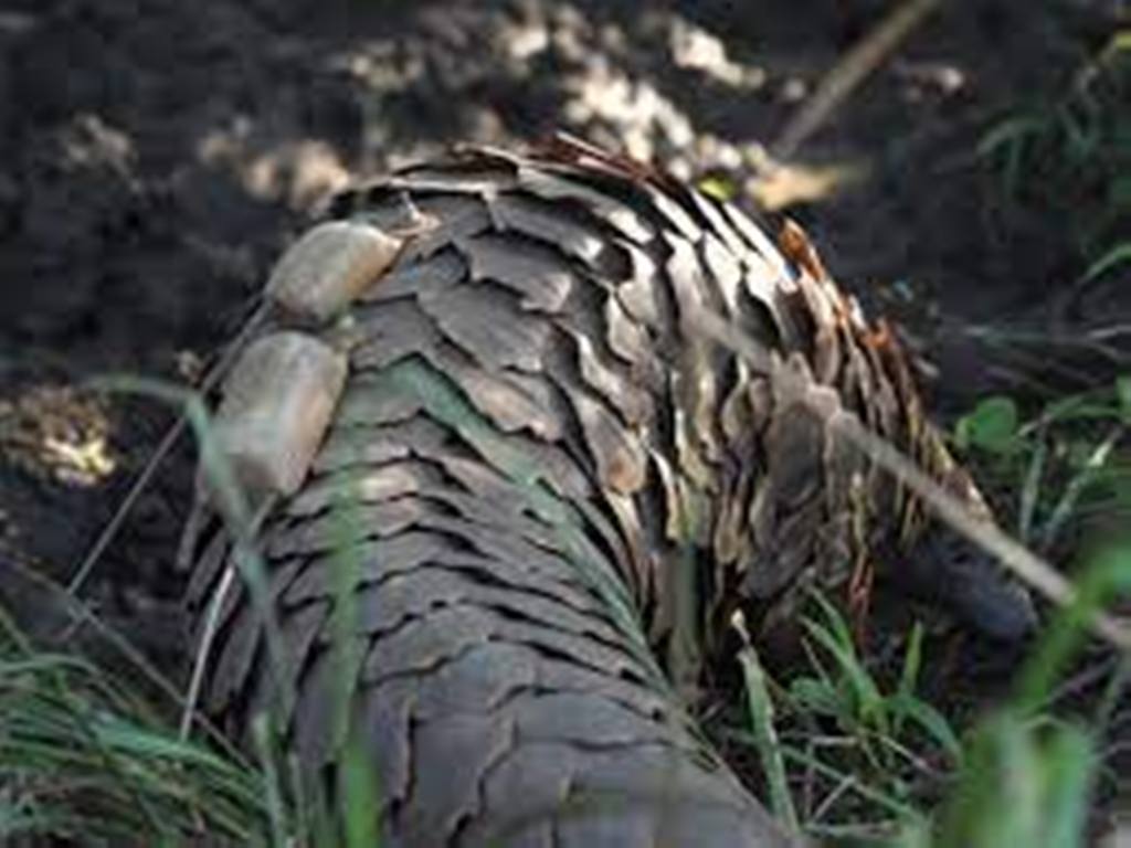 Afrique du Sud: des pangolins suivis à la trace pour assurer leur réintroduction