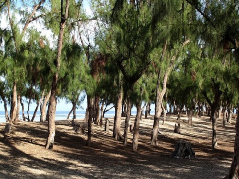 Bande des filaos: les 9 ha attribués aux Impôts et au Cadastre retirés 