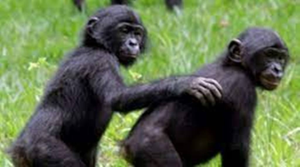 RDC: un arrêté autorise l'abattage d'espèces protégées, l'ICCN n'était pas au courant